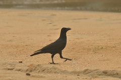 Corvus macrorhynchos