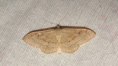 Idaea rubraria