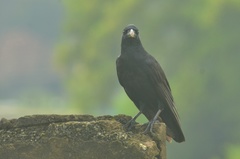 Corvus macrorhynchos