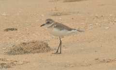 Charadrius mongolus