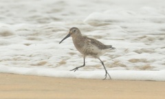 Calidris alpina