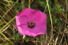 Modiolastrum gilliesii