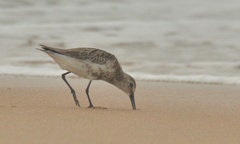 Calidris alpina