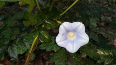 Ipomoea hederacea integriuscula