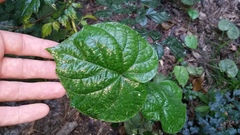 Ipomoea hederacea integriuscula