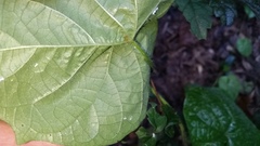 Ipomoea hederacea integriuscula