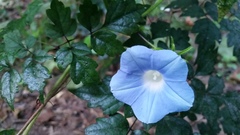 Ipomoea hederacea integriuscula