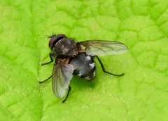 Pollenia