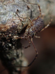 Lophopilio palpinalis