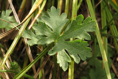 Modiolastrum gilliesii