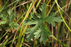 Modiolastrum gilliesii