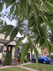 Zelkova