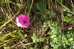 Modiolastrum gilliesii