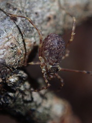 Lophopilio palpinalis