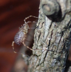 Lophopilio palpinalis
