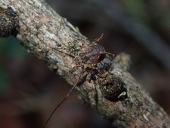 Lophopilio palpinalis