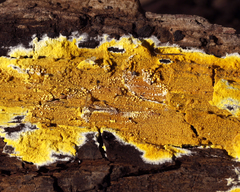 Phlebiodontia subochracea