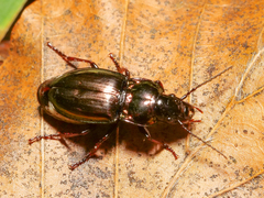 Pterostichus burmeisteri