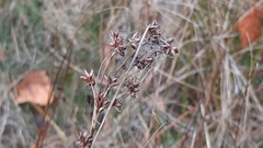 Cladium mariscoides
