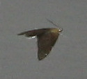 Glaphyriinae