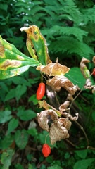 Prosartes lanuginosa
