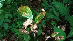Prosartes lanuginosa