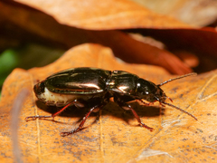Pterostichus burmeisteri