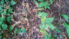 Prosartes lanuginosa