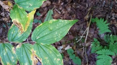 Prosartes lanuginosa