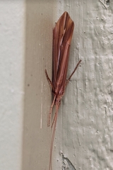 Psychoglypha