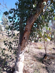 Eucalyptus prava