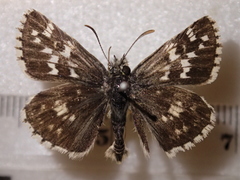 Pyrgus cinarae