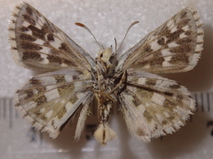 Pyrgus cinarae