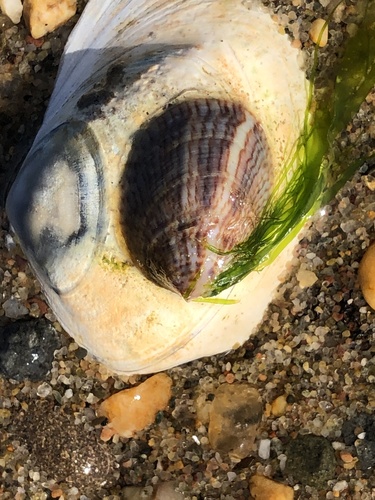 Common Atlantic Slippersnail