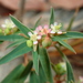 Euphorbia potentilloides - Photo no rights reserved, uploaded by Tsssss