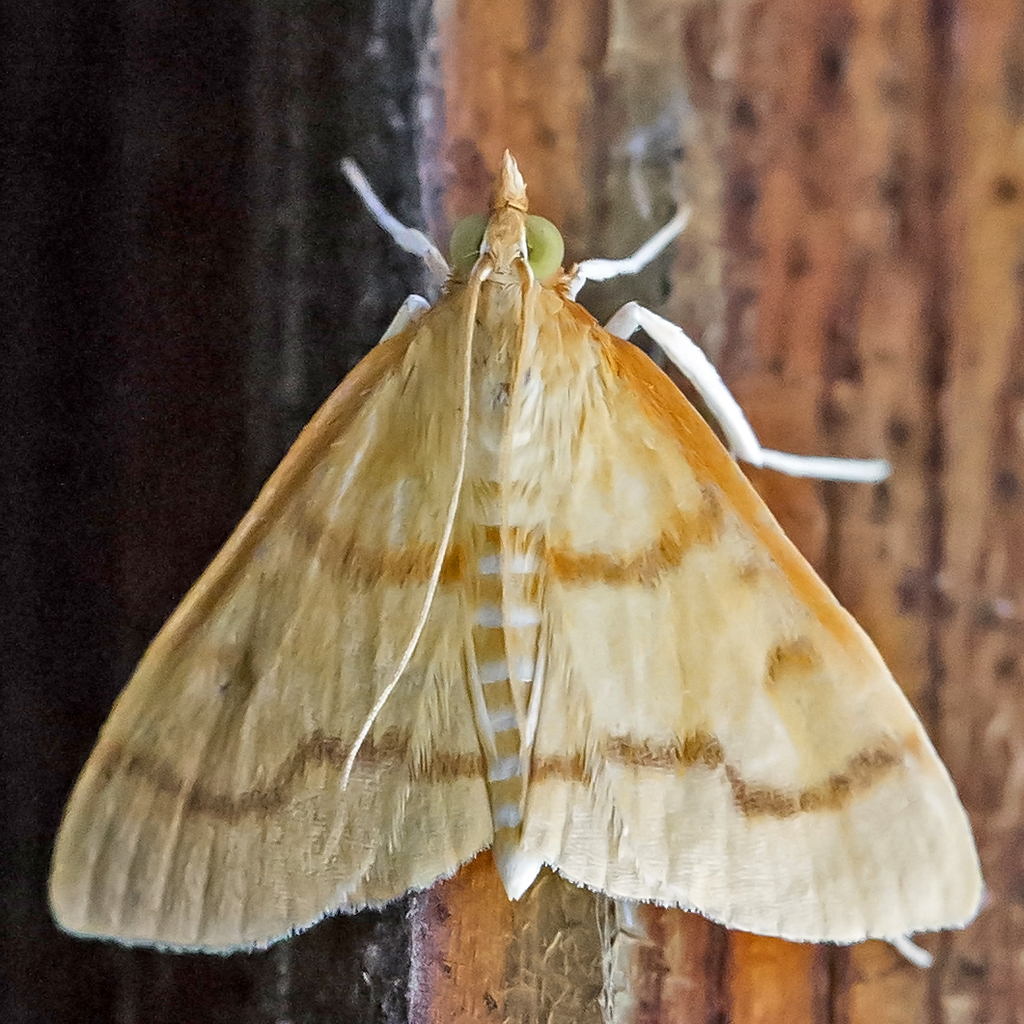 Helvibotys helvialis