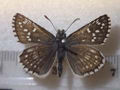 Pyrgus sidae