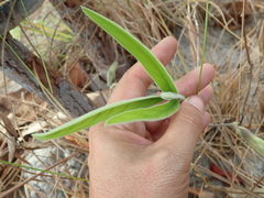 Clitoria guianensis