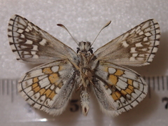 Pyrgus sidae