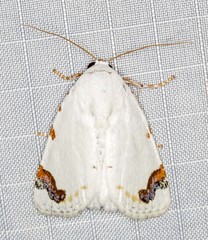 Chasmina pulchra