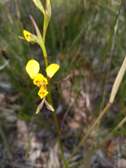 Diuris chrysantha
