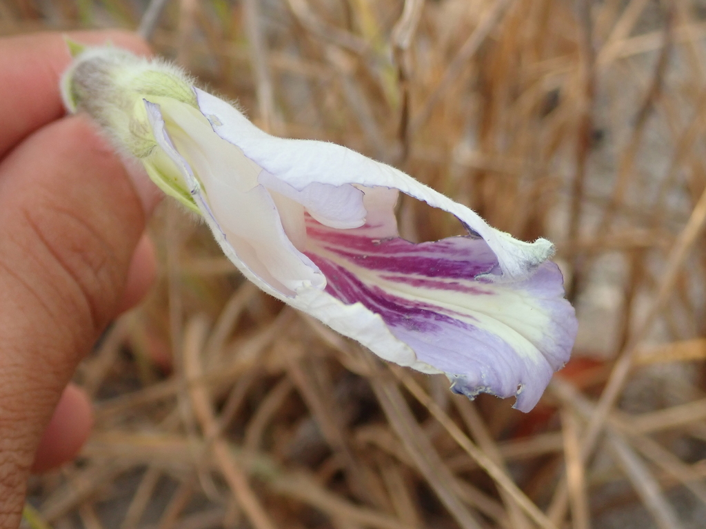 Mauve bell (Clitoria guianensis)