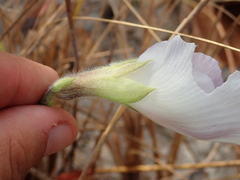 Clitoria guianensis