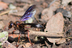 Isodontia exornata