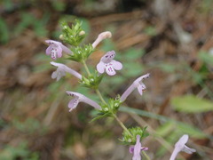 Clinopodium talladeganum