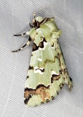Pansemna beryllodes