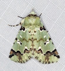Pansemna beryllodes