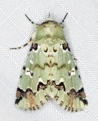 Pansemna beryllodes