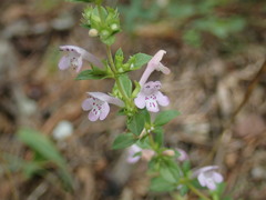 Clinopodium talladeganum