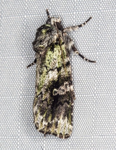 Genus Prometopus · iNaturalist